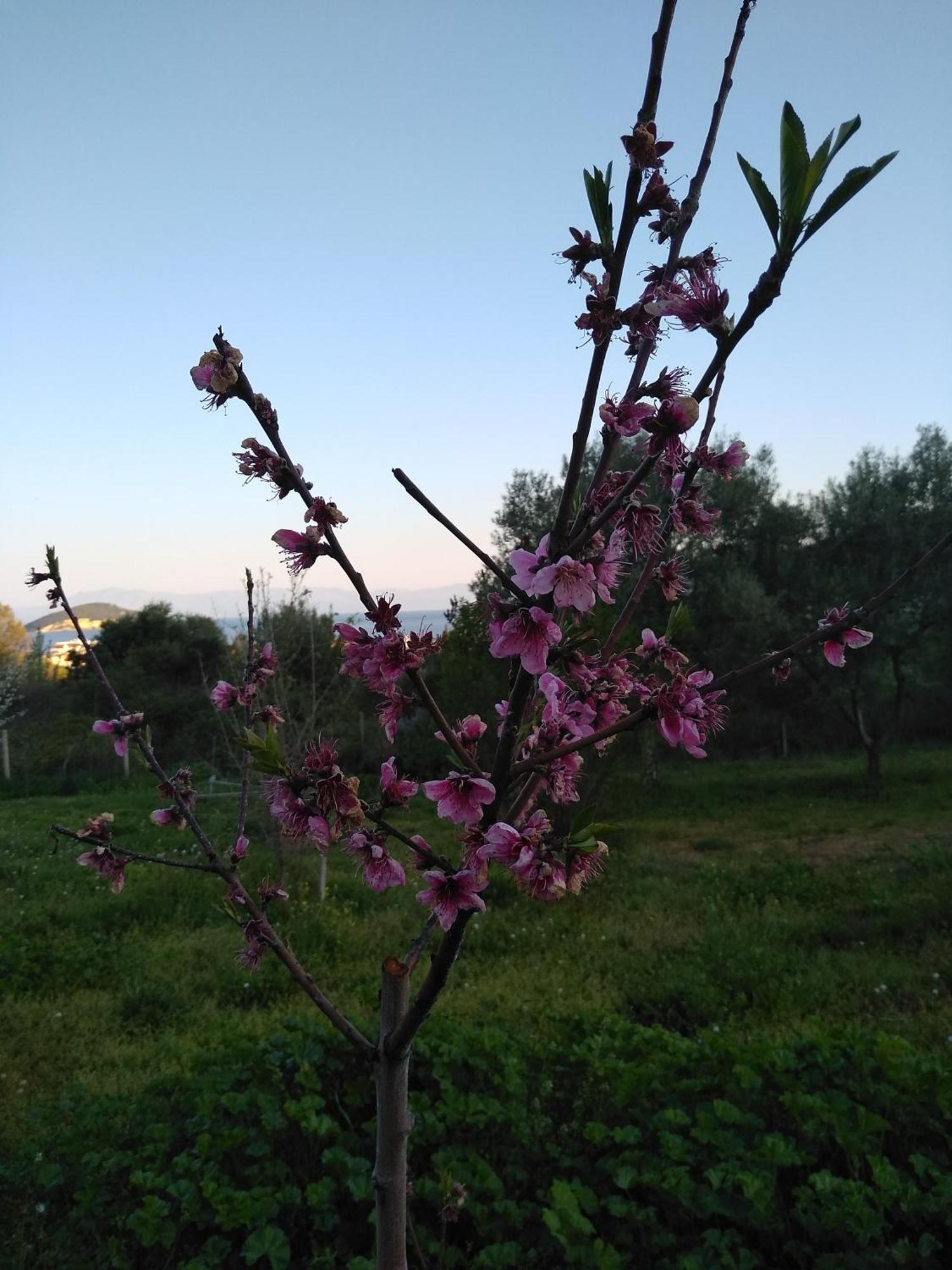 Martha'S Villa Nea Iraklitsa 外观 照片